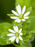 Stellaria media