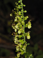 Teucrium scorodonia
