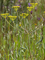 Thapsia minor