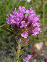 Thymus villosus