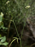 Torilis arvensis