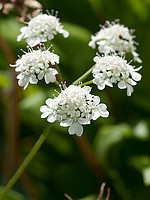 Torilis arvensis