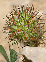 Trifolium lappaceum