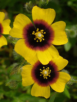 Tuberaria guttata