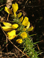 Ulex minor
