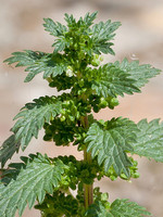 Urtica urens
