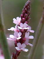 Verbena officinalis