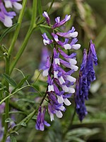 Vicia dasycarpa