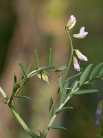Vicia disperma