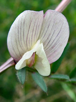 Vicia lutea