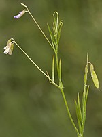 Vicia parviflora