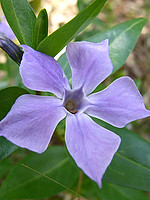 Vinca difformis