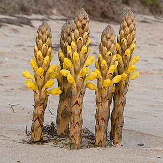 Plantas parasitas