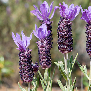 Plantas aromáticas