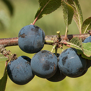 Plantas com frutos carnudos